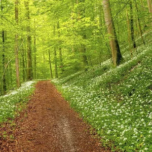 Hiking trail through Common beeches forest (Fagus sylvatica)