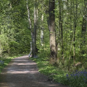 Hiking trail through deciduous forest