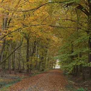 Hiking trail through a deciduous forest with copper beeches (Fagus silvatica) in autumn