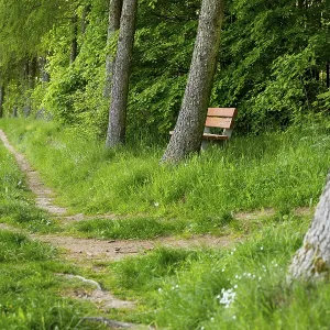 Hiking trail at the edge of a forest with bench for resting