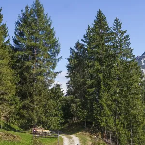 Hiking trail with forest and trees in autumn