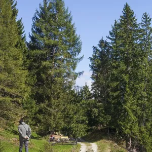 Hiking trail with forest and trees in autumn