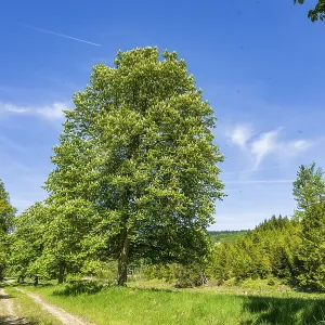 Hiking Trail through Bavarian Landscape Print