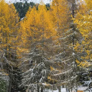 Hiking trail in the larch forest (Larix) in autumn Hiking trail in the larch forest (Larix) in autumn
