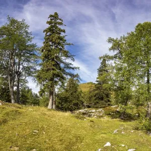 Hiking trail through a lark forest to the Pitscherberg