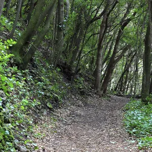 Hiking trail in the laurel forest of Los Tilos