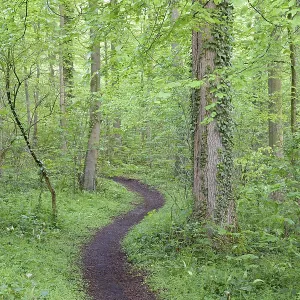 Hiking trail leads through a dense deciduous forest in spring