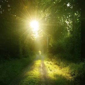 Hiking trail through light-flooded beech forest in the early morning