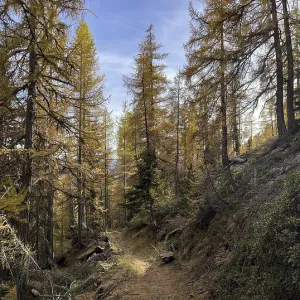 Hiking trail, light larch forest in autumn
