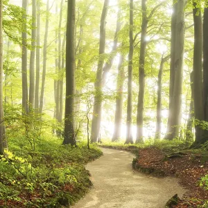Hiking trail through natural green beech forest in the morning light Hiking trail through natural green beech forest in the morning light