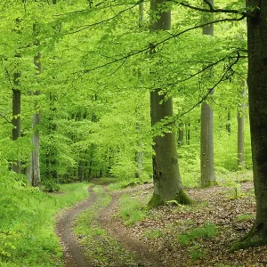 Hiking trail winds through natural beech forest in spring