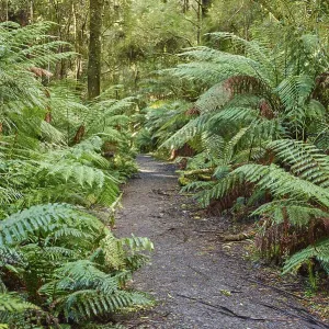 Hiking way through the forest with ferns (Tracheophyta)