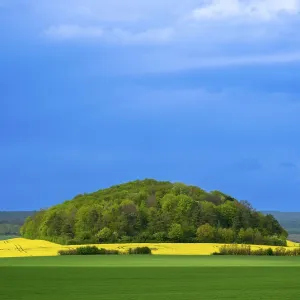 Hill with trees behind a rape field near Adelebsen Hill with trees behind a rape field near Adelebsen