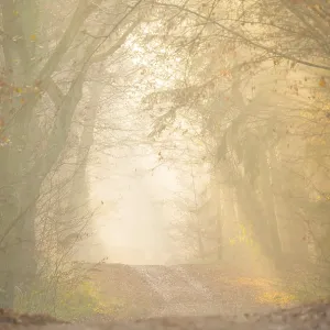 Golden Light on a Hilly Forest Path Print