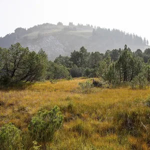 In the Hinter Hoehi upland moor in autumn with old Scots pines (Pinus) In the Hinter Hoehi upland moor in autumn with old Scots pines (Pinus)