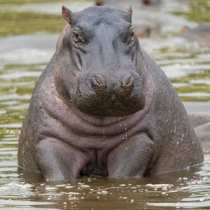Hippopotamus, hippo (Hippopotamus amphibius) Hippopotamus, hippo (Hippopotamus amphibius)