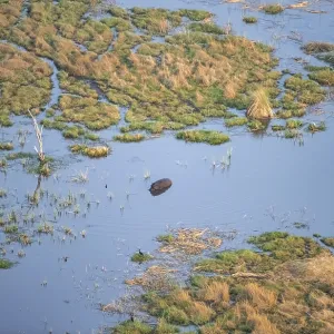 Hippopotamus (Hippopatamus amphibius) in water