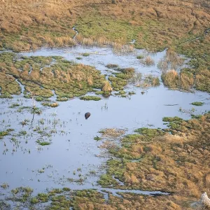 Hippopotamus (Hippopatamus amphibius) in water