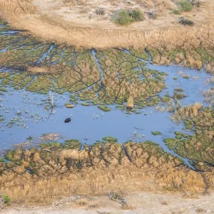 Hippopotamus (Hippopatamus amphibius) in water
