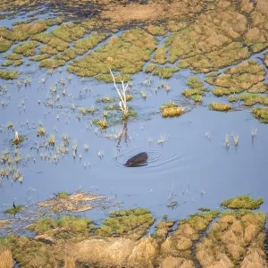 Hippopotamus (Hippopatamus amphibius) in water
