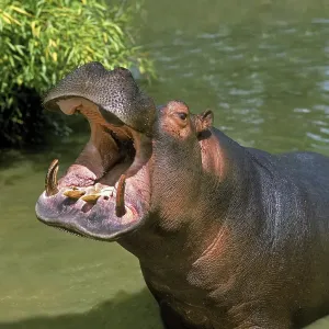 Hippopotamus (hippopotamus amphibius) Hippopotamus (hippopotamus amphibius)