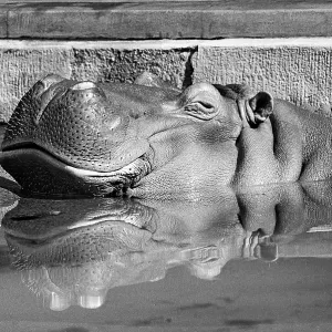 Hippopotamus (Hippopotamus amphibius) reflected in the water basin Hippopotamus (Hippopotamus amphibius) reflected in the water basin