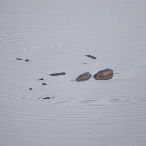 Hippos (Hippopatamus amphibius) in water