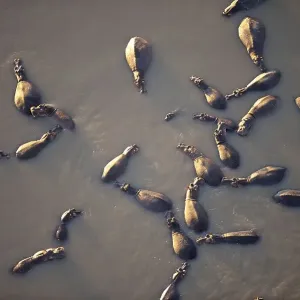 Hippos (Hippopotamus amphibicus) Hippos (Hippopotamus amphibicus)