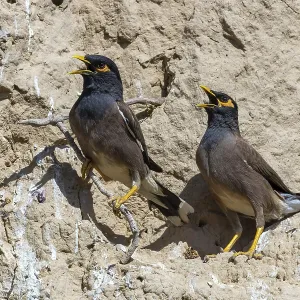 Hirtenmaina, Acridotheres tristis, Uzbekistan