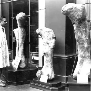 Historic photo, research scientist with dinosaur bones Historic photo, research scientist with dinosaur bones