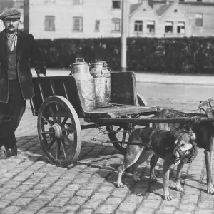 Historic photograph, dogs pulling a milk wagon Historic photograph, dogs pulling a milk wagon