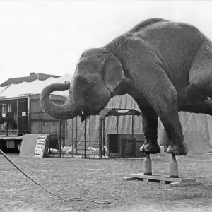 Historic photograph, elephant performing a handstand on bottles Historic photograph, elephant performing a handstand on bottles