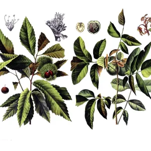 Historical Print: Useful Plants, circa 1920 Historical Print: Useful Plants, circa 1920