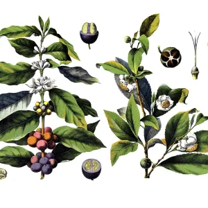 Historical Print of Useful Plants, circa 1920 Historical Print of Useful Plants, circa 1920