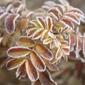 Hoarfrost frost, crystal ice on colourful red leaves during early winter dog rose plant wild rose plant Hoarfrost frost, crystal ice on colourful red leaves during early winter dog rose plant wild rose plant