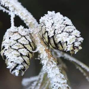 Hoarfrost, larch cones, ice, winter