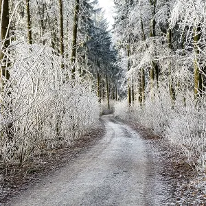Hoarfrost in the woods with forest trail Hoarfrost in the woods with forest trail
