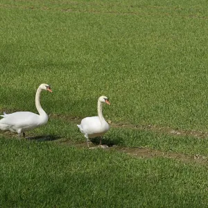 Hockerschwan (Cygnus olor)