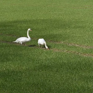 Hockerschwan (Cygnus olor)