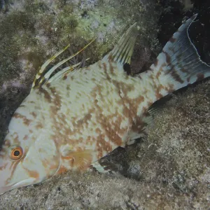 Hogfish (Lachnolaimus maximus) Hogfish (Lachnolaimus maximus)