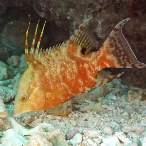 Hogfish (Lachnolaimus maximus)