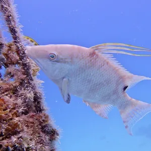 Hogfish (Lachnolaimus maximus) Hogfish (Lachnolaimus maximus)