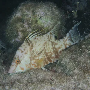 Hogfish (Lachnolaimus maximus)