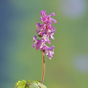 Hollow Larkspur (Corydalis cava) Print, Wilnsdorf, Germany