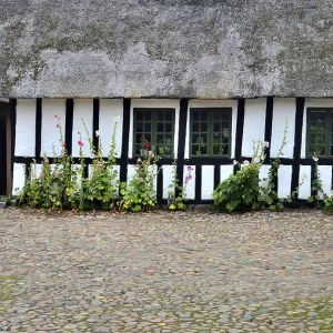 Hollyhocks by a half-timbered house with thatched roof and paved courtyard in Den gamle by