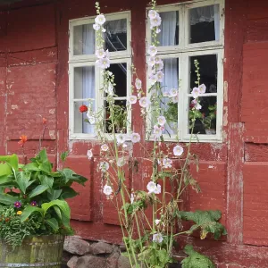 Hollyhocks by the window of a red half-timbered house and paved courtyard in Den gamle by