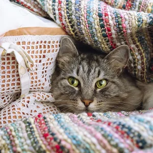 Home cute gray tabby big cat lies on pillow wrapped in warm blanket Home cute gray tabby big cat lies on pillow wrapped in warm blanket