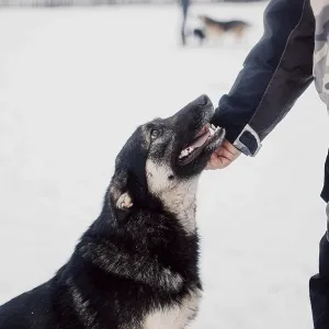 Un chien sans foyer mignon regarde avec des yeux tristes et gentils une personne dans un refuge pour les animaux sans foyer.