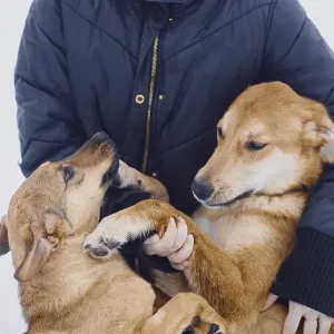 Two homeless cute mongrel dogs hugging with their owner in a dog shelter Two homeless cute mongrel dogs hugging with their owner in a dog shelter