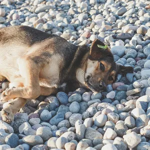 One Homeless Dog on Batumi Beach Print